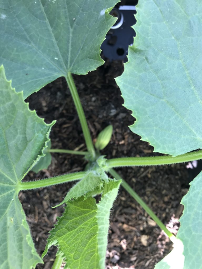 Cucumber plant growing in the garden